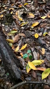 MAKITA Cordless Electric Chain Saw Mini 6 Inch Woodworking Handheld Pruning Chainsaw Cutting Tool