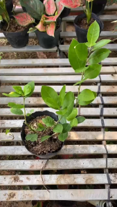 Cây Chanh Mỹ Vàng - Tổng thể tầm 40-50 cm - Cho quả nhanh và chịu nắng!