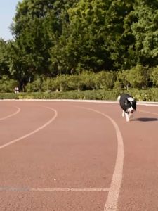 Đồ chơi cho Chó bóng cao su ruột đặc - Love Pets Shop