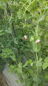 KALMAMO 500 GR |Pupuk Kalium Magnesium dan Molibdenum Plus