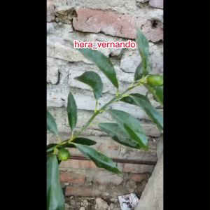 Bibit Jeruk Nagami Sudah Berbuah Lebat Super Okulasi