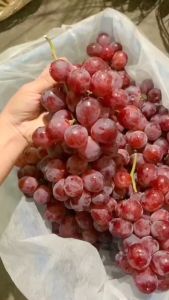 Bibit Tanaman Buah Anggur Super Sweet Californian Finger Grapes Benih