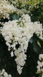 Bridal Creeper /Snow Vine /Bridal Bouquet Vine Plant
