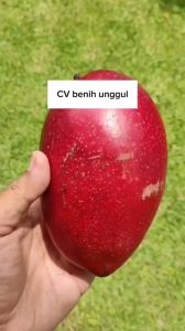 Bibit Mangga Red Emperor Super