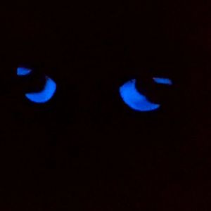 kaos srigala|kaos serigala|kaos serigala malam|baju gambar serigala|kaos gambar serigala