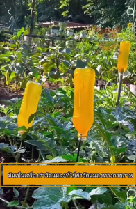 สารล่อแมลงวันทอง กาวดักแมลงวัน เมทิลยูจินอล 450ซีซี ดึงดูดแมลงวันผลไม้ได้100% กับดักแมลงวันทอง สเปรย์กาว ฉีด1ครั้ง ล่อแมลงวันต่อเนื่อง6เดือน