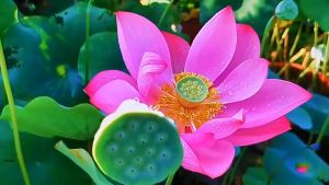 Hạt Giống Hoa Sen Ta (Sen Hồng ) Gói 10 hạt-gieo trồng quanh năm