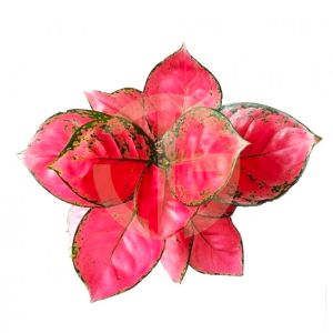 【FAST SHIPPING】Aglaonema Master Red/Red Master 东方红/红财神 Plant