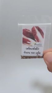 100 เมล็ด แรดิชิโอ (Radicchio) เมล็ดแรดิชชิโอม่วง แรดิชิโอม่วง เมล็ดแรดิชชิโอ แรดิชชิโอ