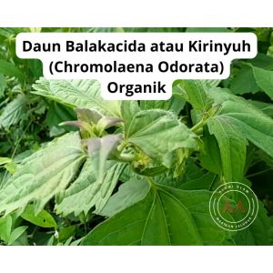 obat vertigo alami tradisional ampuh daun balakacida organik daun kirinyuh segar obat vertigo alami 100% Organik Dan Halal - Lazada