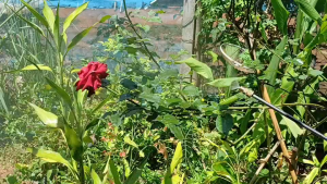 ชุดหัวพ่นยา(ทองเหลือง) 1ชุด มี5 ชิ้น ใช้ได้กับถังพ่นยาทุกชนิด