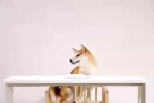 พร้อมส่ง ขนมหมาเลีย Lovey ไม่ใส่เกลือ ไม่เติมน้ำตาล แบบซอง 14 กรัม