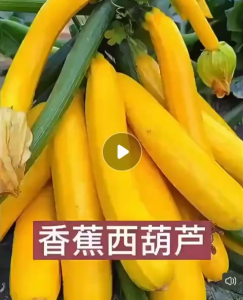Benih Zukini Kuning(10 Seeds)/香蕉西葫芦籽/Yellow Zucchini Seeds