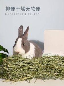 cỏ khô timothy dành cho thỏ bỏ sóc bắc mỹ trên 6 tháng tuổi - T3 PETS SHOP