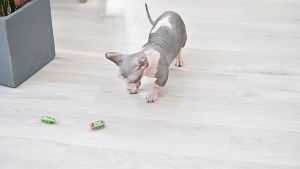 Đồ chơi mèo côn trùng điện tử mới nhất 2025