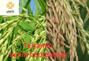 BENIH PADI SUPER BAGJA KUALITAS UNGGUL 1 KG