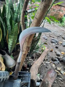 Sabit rumput padi baja per sepuh