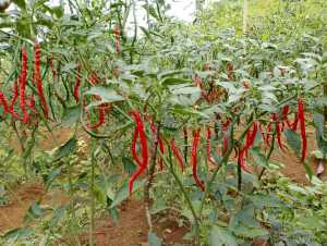 Cabe Merah Keriting Segar Isi 1kg