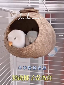 รังนก นกแก้ว รังนอน เปลือกมะพร้าว อบอุ่นในฤดูหนาว บ้านกะลา บ้านนก บ้านชูการไกเดอร์