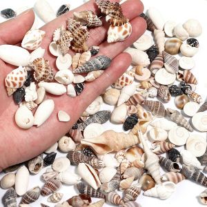 1 Box Sea Shell Spiral Shell Tiny Ocean Spiral Seashell Conch Crafts Aquarium Decoration Landscaping Accessory Photography Props