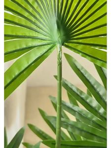 Tanaman Dekorasi Palm Leaves Berkualitas Tinggi