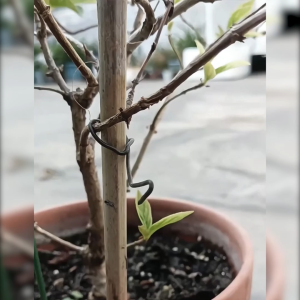 Plant Support Rod with Top Ring - 3 mm Solid Fiberglass | Tiang Penyangga Penopang Tanaman