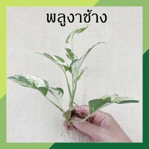 พลูงาช้าง (จํานวน 1 กิ่ง) ต้นไม้ฟอกอากาศ ไม้มงคล ไม้ฟอกอากาศ ต้นไม้ด่าง ต้นไม้ประดับ ต้นไม้น้ํา ตระกูลพลู ไม้มงคล