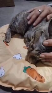 Baby care แผ่นนอนเจลเย็นสำหรับสุนัขและแมว Pet Cool  ที่นอนเจลเย็น Coolbed11