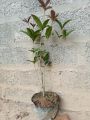 Cây Mộc Hương Ta Hoa Vàng Mini cao 40-70cm. 