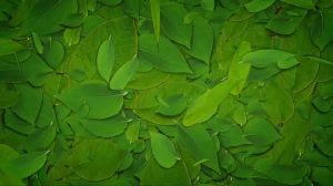 ชาเขียวอัสสัม ตราสีมา