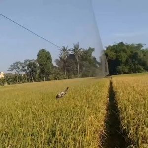 JARING BURUNG PERKUTUT JARING BURUNG KUTILANG JARING SIAP PAKAI PANJANG 10 METER PIKAT BURUNG