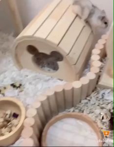 บ้านไม้หนูแฮมสเตอร์ สำหรับสัตว์เล็ก ที่หลบภัย ดอเมาส์ แฟตเทล - ราคาที่คุณคาดหวัง