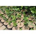 Bibit Tanaman Bunga sepatu ungu tumpuk | bunga Hibiscus Double Purple | kembang sepatu ungu tumpuk. 