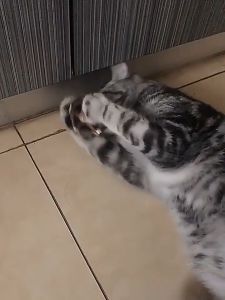 Catnip Delicate Ball - Silvervine Stick