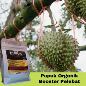 Pupuk Durian Cepat Berbuah Tidak Rontok Booster Pelebat Buah Durian Montong & Musangking