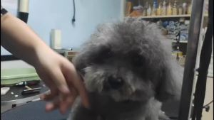 Professional Pet Dog Clipper Blade Fit Most AndisOster A5wahl KM Animals Clippers Grooming Hair Trimmer