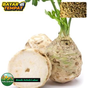 150 BUTIR BIJI/BENIH TANAMAN SELEDRI UMBI | ROOT CELERY IMPORT