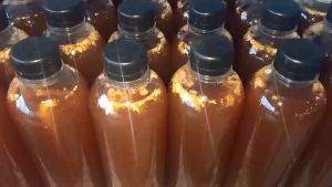 เชื้อเห็ดโคน เห็ดปลวกดอกใหญ่ รากยาว บรรจุ 1 ขวด ขนาด 500 ML