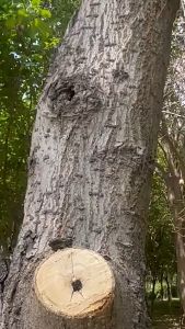 Salep Kambium Tanaman: Penyembuhan Luka Tanaman 500g