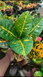 Puring Angelina: Perawatan Rambut Sehat & Kuat