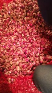 Bawang Merah Cabe Merah Rawit SUPER Bawang Merah Brewok Daddy Sayuran Segar
