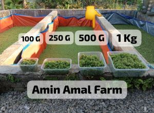 Bibit Azolla 500 G Paket Hemat: Pakan Itik Bebek Kelinci Ikan Ternak Dipacking langsung dari kolam Lihat Gambar dan Deskripsi