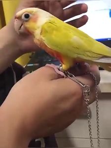 โซ่นกแก้ว 80 ซม สายจูงนกแก้ว โซ่คล้องขานก สายจูงใหญ่หน้านกแก้ว ห่วงเปิดนก