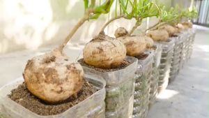 SULIT PACK! SINGKAMAS / TURNIP SEEDS (4 PCS SEEDS) - HYBRID/EASY TO GROW/EASY TO PLANT/FOR GARDEN/FOR FARMING