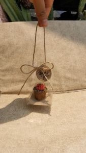 ชำร่วย ต้นไม้มงคล ของชำร่วยงานแต่ง ของขวัญ ยิมโน, แคคตัส ปีใหม่