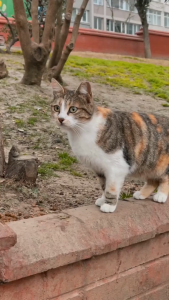 bột Vimekon sát trùng thế hệ mới ngăn ngừa virus nấm lây lan trong môi trường đặc biệt virus Parvo GBC - T3 PETS SHO