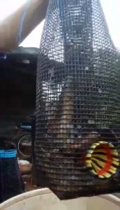 ตุ๊มดักปลาไหลงาพลาสติก 10 ลูก 400 บาท (Duck Liver Pâté, 10 Pieces, 400 Baht)