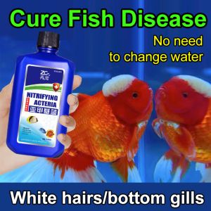 พิพิธภัณฑ์สัตว์น้ํา การทําให้บริสุทธิ์ โคลง ถังปลาทอง คอนดิชั่นเนอร์