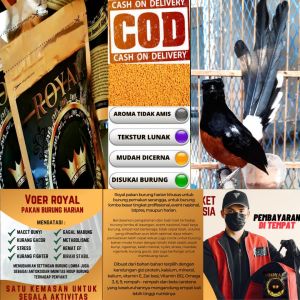 voer burung murai Voer royal premium