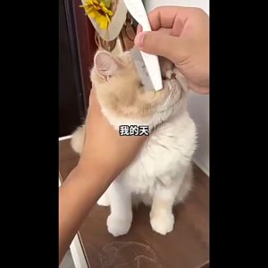 【READY-STOCK】Pet Flea Comb Pet Dog Cat Grooming Cleaning Flea Remover 宠物除蚤梳 狗狗梳子 猫咪梳子 宠物除蚤梳子 Sikat Kutu Kucing